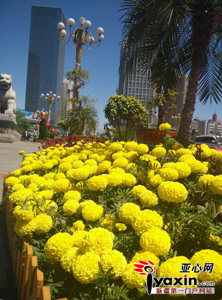 西大桥不仅种植各种花，还用花摆放各种雕塑，给人以百花齐放之感。晨报全媒体我们胡大敏摄