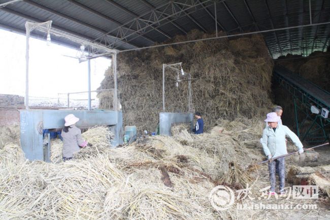 3草编合作社工人边剔除烂草边加工草垫