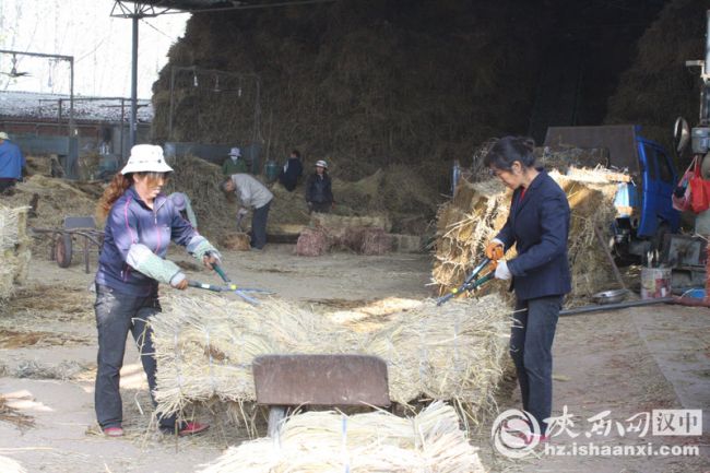 4剪去杂草给加工后的草垫美容