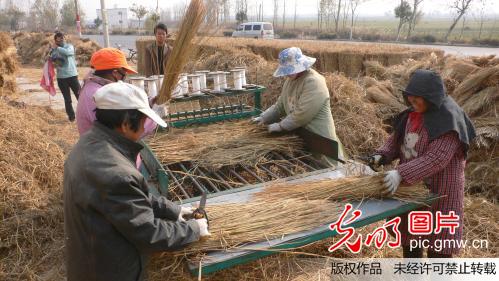 江苏开封：废弃稻草加工草苫巧赚钱