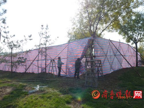 中海公园水杉搭风障2