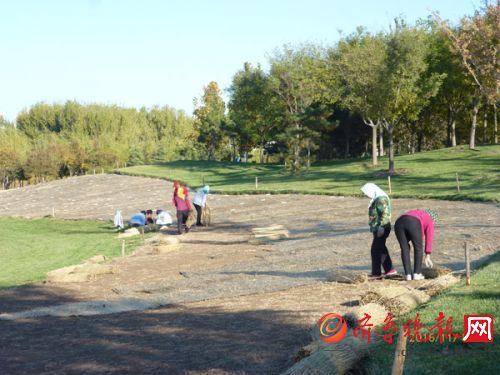 中海郁金香种球铺草苫子防寒