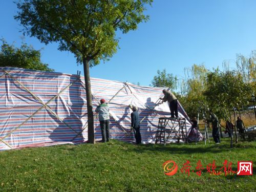 中海公园水杉搭风障