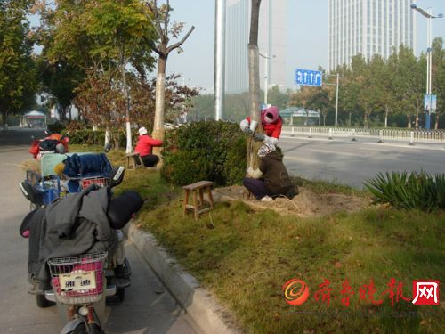 黄河五路栾树防寒