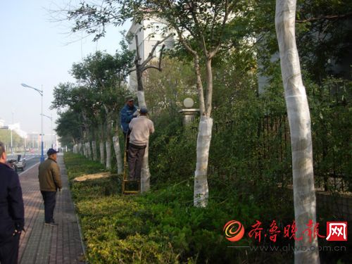 府后街的大叶女贞防寒