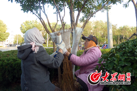 滨州城区苗木穿上了“防寒服” 确保安全过冬 滨州城区苗木穿上了“防寒服” 确保安全过冬